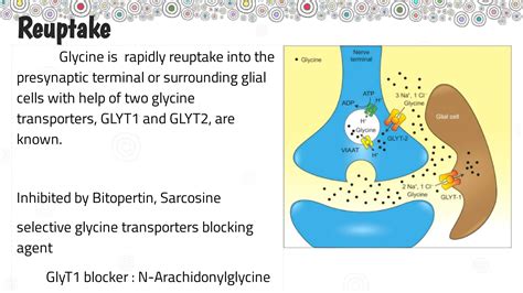 Glycine Neurotransmitter Ppt