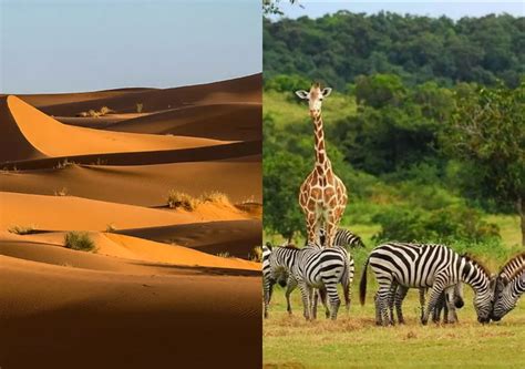 Hace miles de años el desierto del Sahara era una sabana verde el