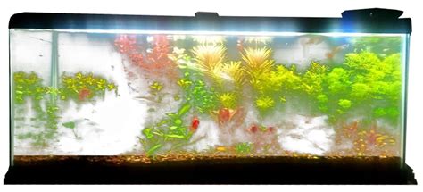 Planted Fish Tank Aquarium Transparent Png Png Mart