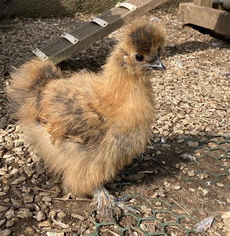 Bantam Silkies Pet Hens