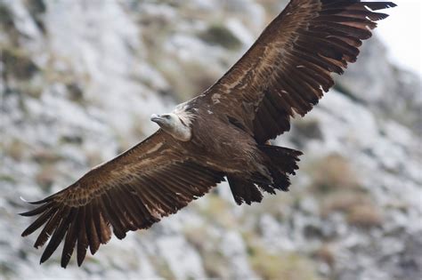 Guilas Y Buitres Birding Picos De Europa