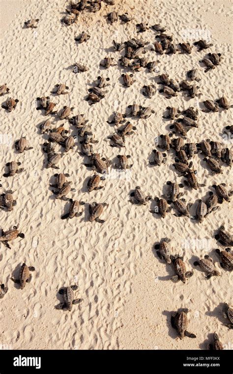 Hawksbill Hatchling Hi Res Stock Photography And Images Alamy