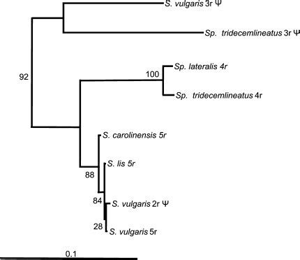 Unrooted Maximum Likelihood Tree Ln L Based On A Bp