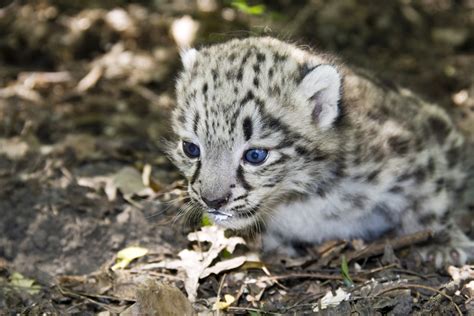 Why Are Snow Leopards Endangered Mystart