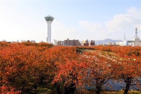 Goryokaku Park Autumn Leaves Hakodate Kyuhoshi