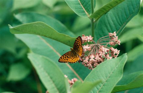 Will Milkweed Come Back If You Cut It