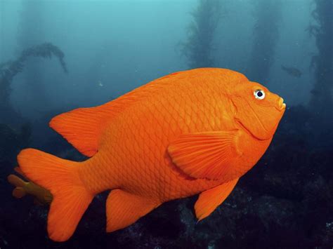 State Fish of California | Garibaldi | Symbol Hunt