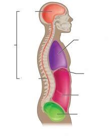 Body Cavities Anatomy (CH 1) Dorsal Cavity Diagram | Quizlet