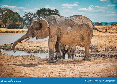 African Elephants In The Wild Stock Image Image Of Mammal Wildlife 291511487