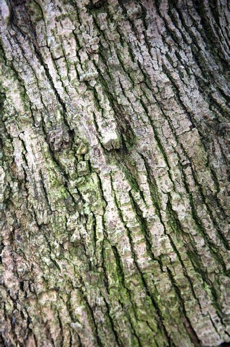 Banyan tree bark — Stock Photo © flytosky11 #4052936