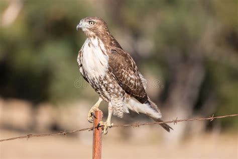 Red Tailed Hawk Buteo Jamaicensis Juvenile Eating A Squirrel Eating