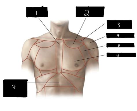 Surface Anatomy of Thorax Flashcards | Quizlet