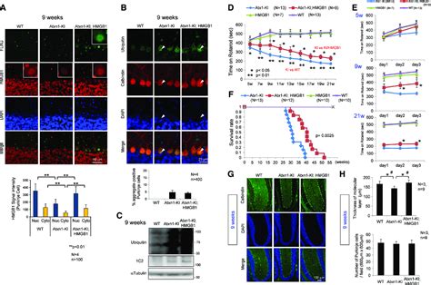 HMGB1 Facilitates Repair Of Mitochondrial DNA Damage And Extends The