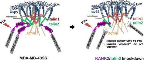 Talin And Kank Functionally Interact To Regulate Microtubule Dynamics