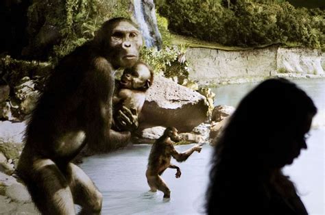 Australopithecus Afarensis Lucy