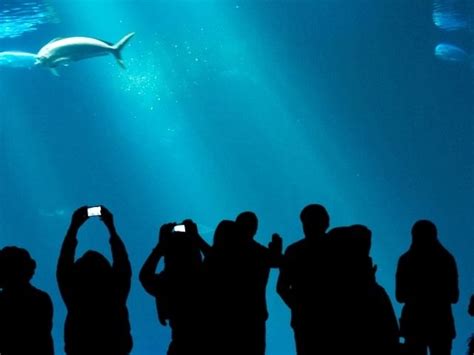 Aquarium Of Niagara - Discover the 1500 species