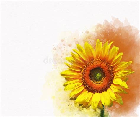 Girasole In Forma Di Acquerello Illustrazione Floreale Per Album O