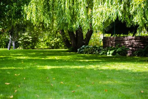 5 arbres à ne surtout pas planter dans votre jardin voici lesquels