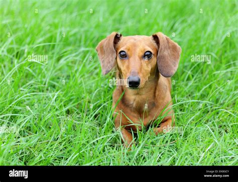 Brown Dachshund Dog Stock Photo Alamy