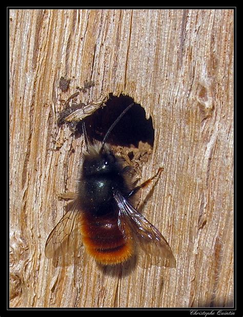 Abeja Europea De Huerto Invertebrados Del Parque Natural De L Alt