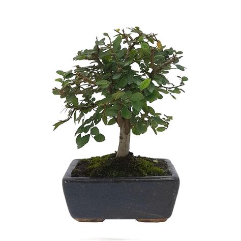 Bonsai Zelkova Parvifolia A Os Hoja Caduca Olmo Chino