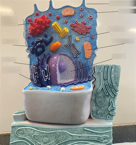 Lab Cell Model Diagram Quizlet