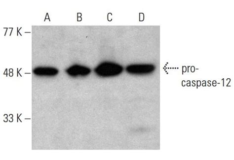 Caspase Scbt Santa Cruz Biotechnology