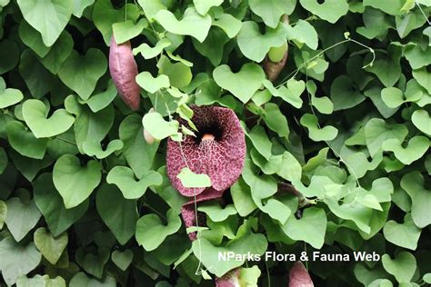 Nparks Aristolochia Gigantea