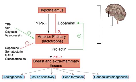 Prolactinoma My Endo Consult