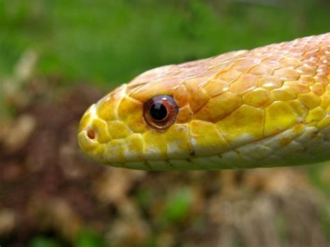 Yellow Rat Snake MatBio REPTILES AMPHIBIANS Matanzas Biodiversity