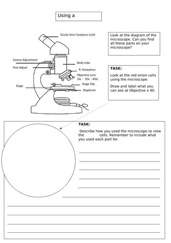 Year 7 Cells Ppt And Worksheets Teaching Resources