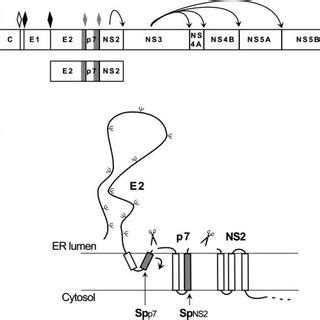 Hcv Polyprotein Processing A Schematic Representation Of Hcv