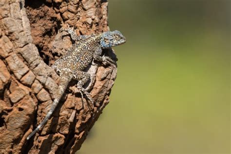 Agama Lizard (Agama Agama) - Shadows Of Africa