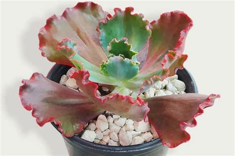 Echeveria Ruffles Red Characteristics And Care Succulent Alley