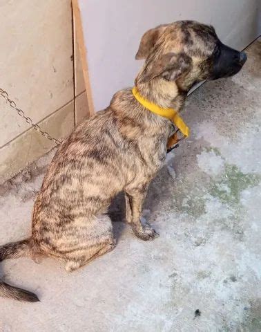 Doa Se Cachorro Porte Pequeno No Brasil