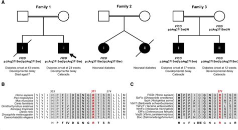 A Homozygous P Arg Ser Mutation Within The Human Ficd Gene Results