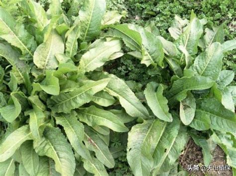 農村這種野菜，長得很像菠菜，其實它根部能入藥被稱為土黃金 每日頭條