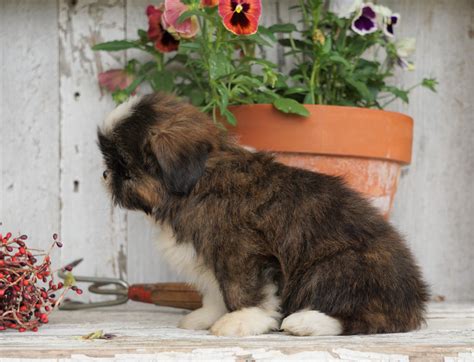 Shih Tzu Puppy For Sale Millersburg Oh Male Lebron Ac Puppies Llc