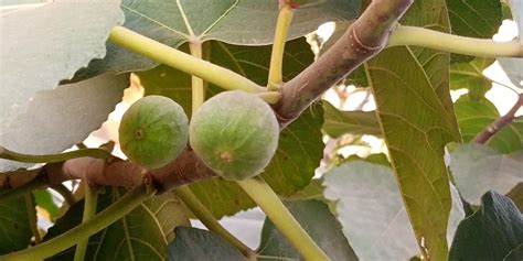 What is Eating My Fig Tree Leaves? Insect Pests and Animals