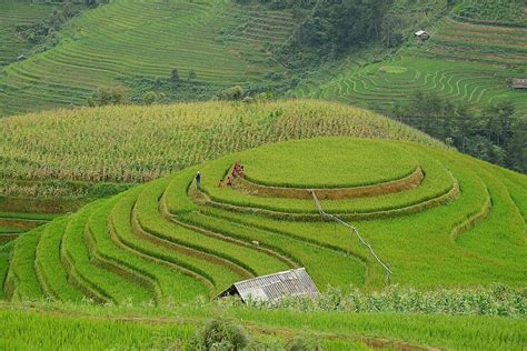 Vietnam Rice Terrace Asia Plant Travel Photo Background And Picture For Free Download Pngtree