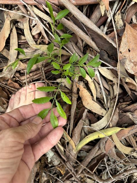 Fern Top From Kgari Fraser Island Recreation Area Eurong Qld Au