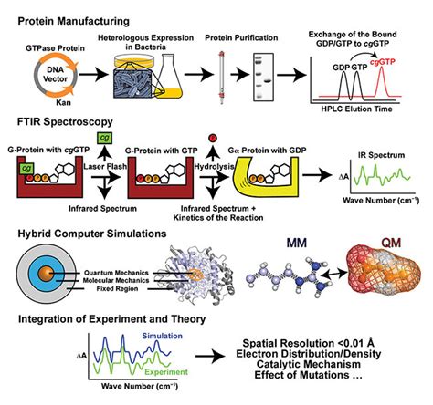 FTIR Spectroscopy A Comprehensive Biological Investigator Features