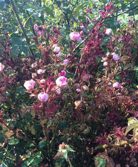 Rose Rosette Disease Are The Knock Out Roses® To Blame Fine Gardening