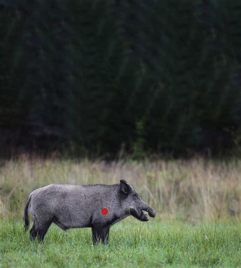 Haltepunkte Beim Schwarzwild Unsere Jagd 9 2023