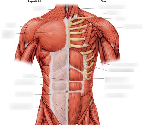 Muscles Of The Trunk Diagram Posterior