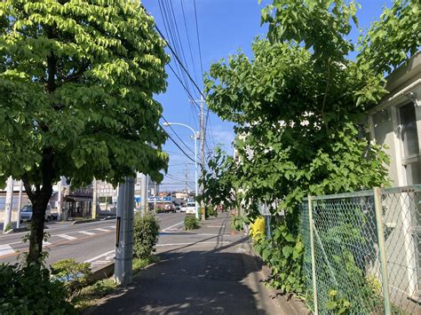 吉田一郎 On Twitter 我が家の3軒隣の東大成保育園。半年前から修繕工事で仮設園舎に移転してるけど、その間に敷地の木の枝が伸びて