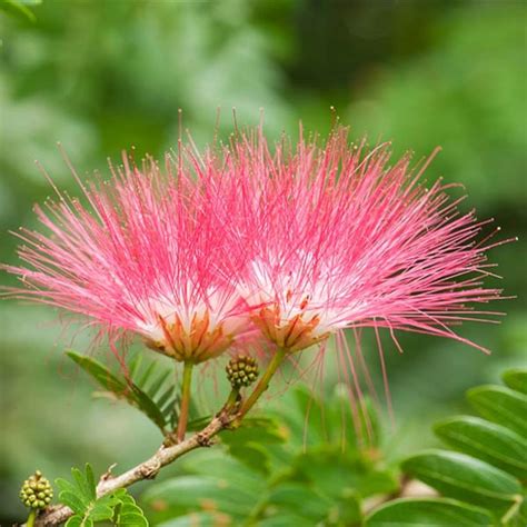 20 Albizia Julibrissin Seeds Persian Silk Tree Pink Silk Tree Mimosa Tree Seeds Etsy