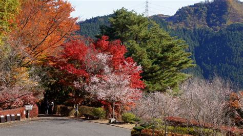 埼玉県・城峯公園の冬桜と紅葉 花と山を友として