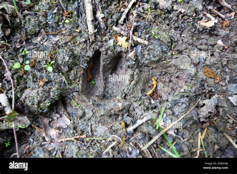 Boar Footprint Hi Res Stock Photography And Images Alamy