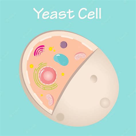 Yeast Cell Structure